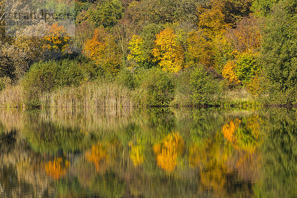 Herbstwald mit Spiegelung im Wernauer Baggersee