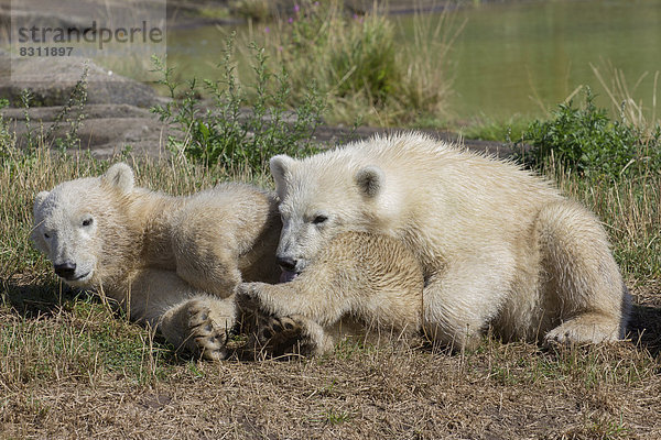Eisbären (Ursus maritimus)  Jungtiere  im Skandinavisk Dyrepark