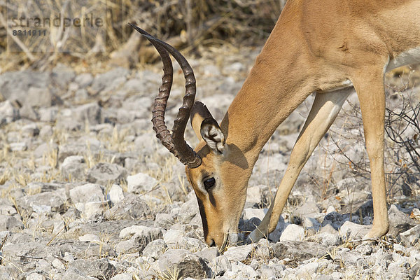 Schwarznasen-Impala (Aepyceros melampus petersi) auf Nahrungssuche