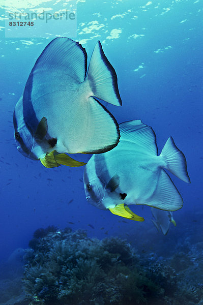 Langflossen-Fledermausfische (Platax teira)