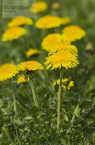 Gewöhnlicher Löwenzahn (Taraxacum officinale)