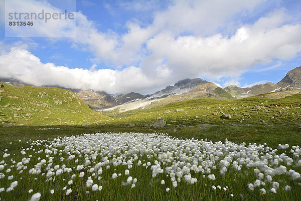 Wollgraswiese  dahinter Schneeberger Weiße