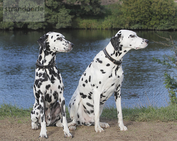Zwei Dalmatiner sitzen am Wasser