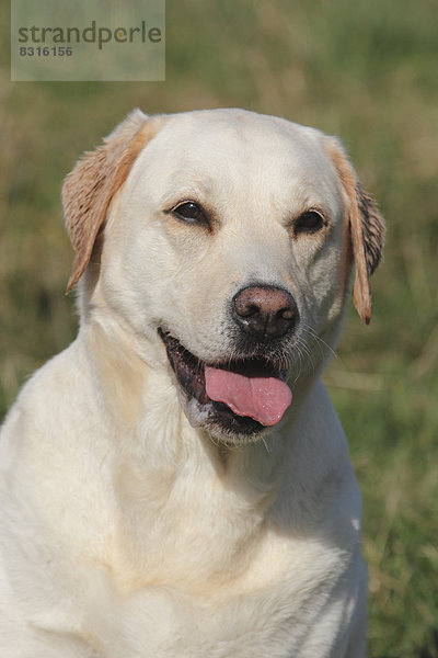 Labrador  Portrait