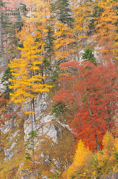 Bäume im Herbst auf dem Berg