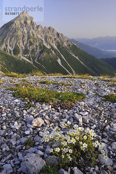 Einblütiges Hornkraut (Cerastium uniflorum) vor dem Gipfel der Serles  auch Waldrastspitze