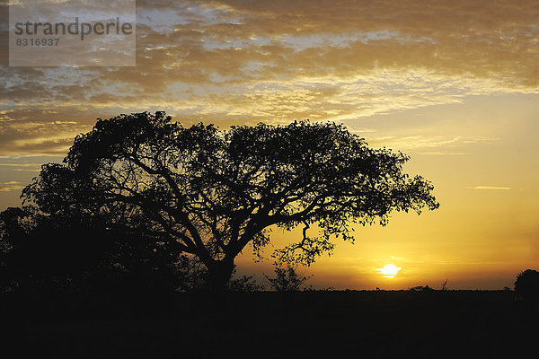 Zentralkamerunische Landschaft im Sonnenuntergang