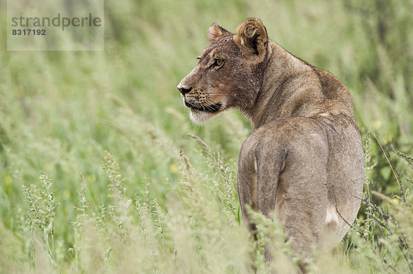 Löwin (Panthera leo)