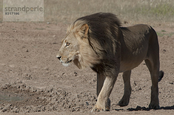 Männlicher Löwe (Panthera leo)