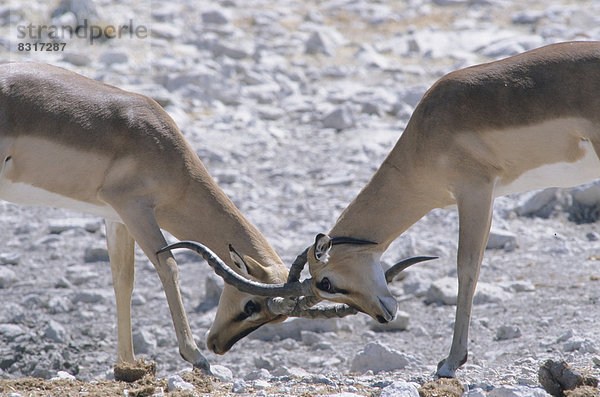 Schwarznasen-Impalas (Aepyceros melampus petersi)  zwei Böcke tragen eine Meinungsverschiedenheit aus