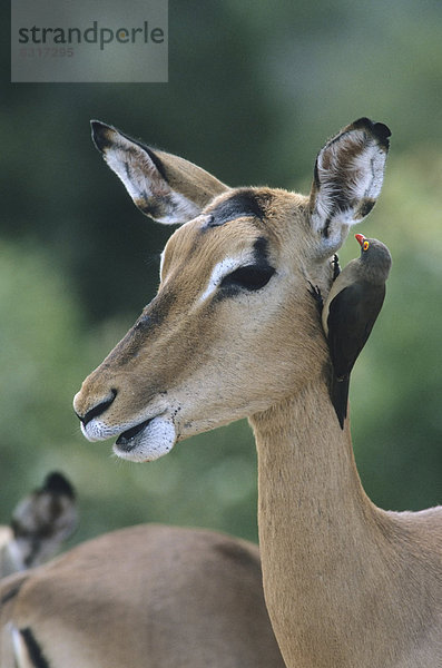 Schwarznasen-Impala (Aepyceros melampus petersi) mit Rotschnabel-Madenhacker (Buphagus erythrorhynchus)