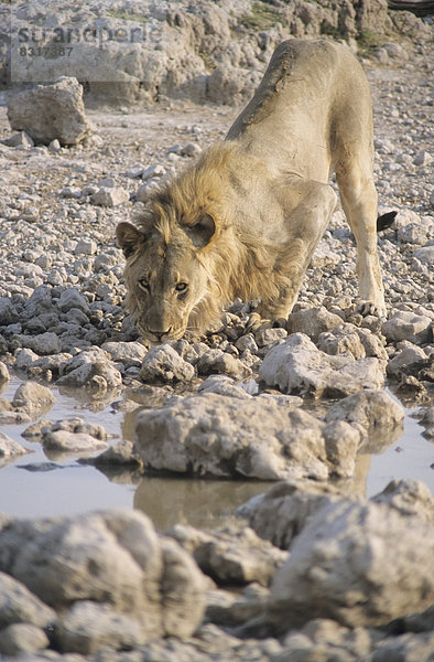 Löwe (Panthera leo) beim Trinken