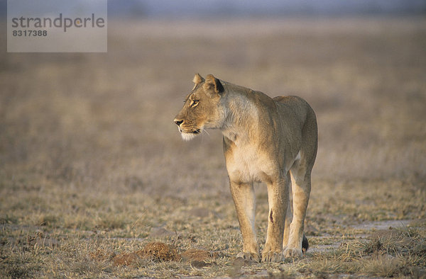 Löwe (Panthera leo)