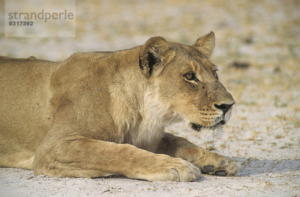 Löwe (Panthera leo)