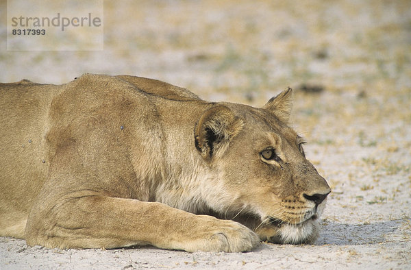 Löwe (Panthera leo)