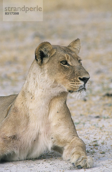 Löwe (Panthera leo)