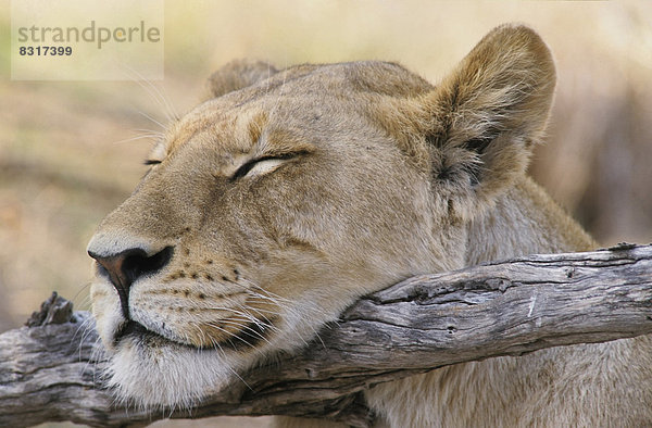 Schlafende Löwin (Panthera leo)  Kopf abgelegt auf einem Ast