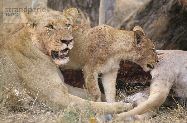 Löwin (Panthera leo) mit Jungtier frisst an geschlagener Beute