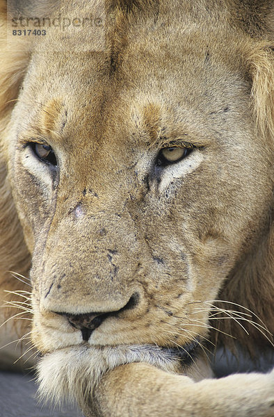 Ruhender Löwe (Panthera leo)