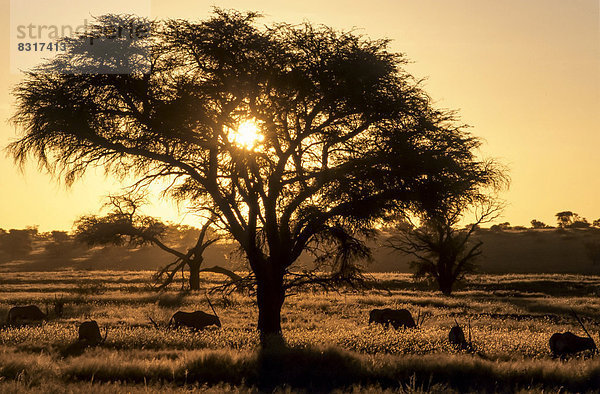 Sonnenuntergang im Nossob-Tal mit Spießböcken (Oryx gazella)