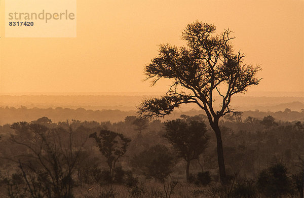 Landschaft im südlichen Kruger National Park