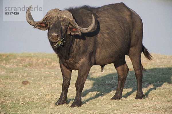 Afrikanischer Wasserbüffel (Syncerus caffer)