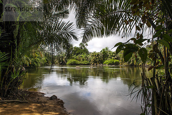 Das Tiwai Island Wildlife Sanctuary auf einer Insel im Moa River