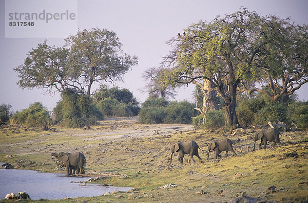 Afrikanische Elefanten (Loxodonta africana) an Wasserstelle