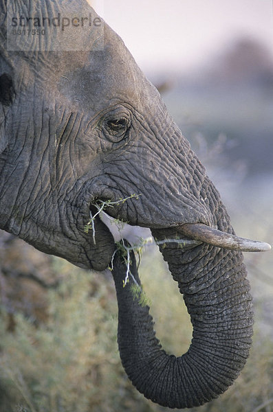 Afrikanischer Elefant (Loxodonta africana)  Portrait
