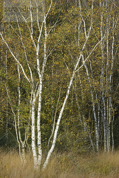 Birken (Betula pendula) im Herbst