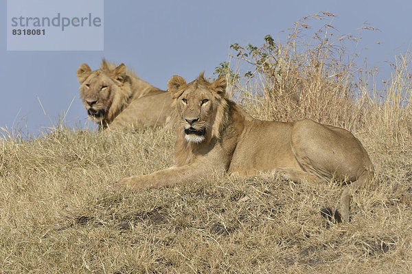 Zwei junge Löwen (Panthera leo)