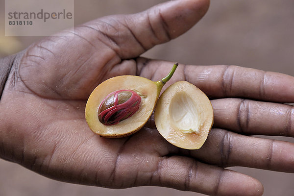 Muskatnuss (Myristica fragrans) in der Hand eines Einheimischen  Kizimbani Spice Farm