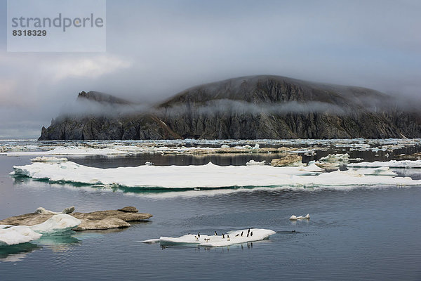 Dickschnabellummen (Uria lomvia) auf Eisschollen vor der Wrangelinsel  UNESCO-Weltnaturerbe