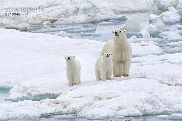 Eisbären (Ursus maritimus) auf einer Eisscholle  bei der Wrangelinsel  UNESCO-Weltkulturerbe  Weibchen mit Jungtieren