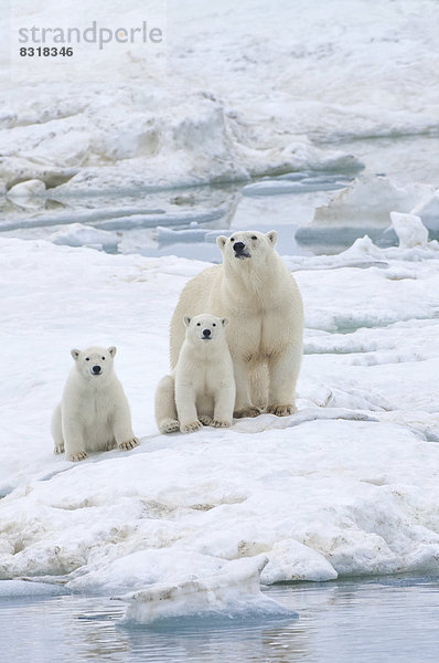 Eisbären (Ursus maritimus) auf einer Eisscholle  bei der Wrangelinsel  UNESCO-Weltkulturerbe  Weibchen mit Jungtieren