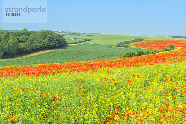 Rote Mohnfelder (Papaver rhoeas)