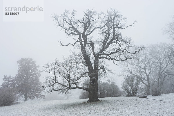 Eiche im Landschaftspark Schloss Ettersburg  romantische Winterstimmung mit Schnee und Nebel