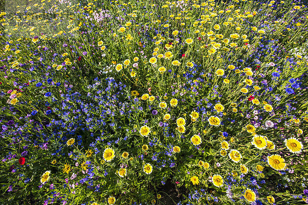 Wilde Blumenwiese mit vielen verschiedenen bunten Blumen