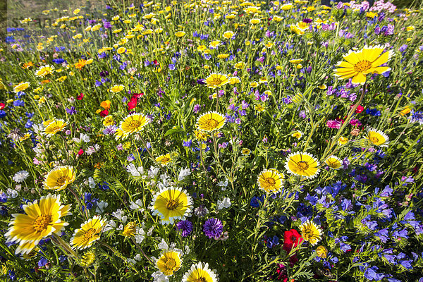 Wilde Blumenwiese mit vielen verschiedenen bunten Blumen