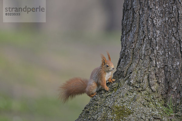 Eichhörnchen (Sciurus vulgaris) sitzt an einem Baum