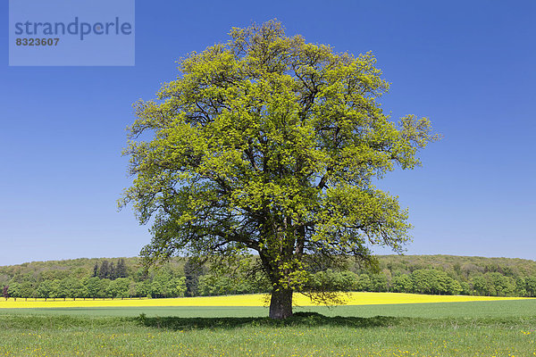 Einzelner Baum vor Rapsfeld