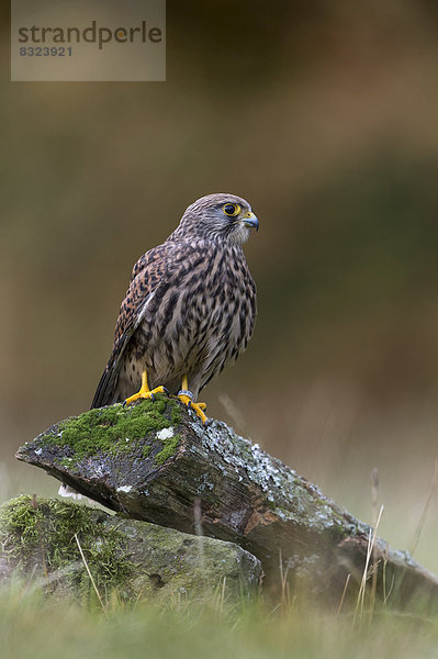 Turmfalke (Falco tinnunculus)  Weibchen