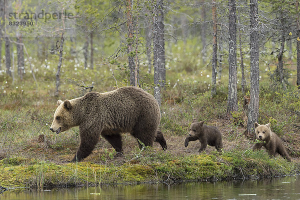 Braunbär (Ursus arctos) mit zwei Jungtieren