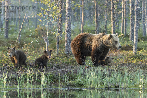 Braunbär (Ursus arctos) mit drei Jungtieren