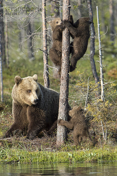 Braunbärin (Ursus arctos) und drei junge Braunbären an einem Baumstamm