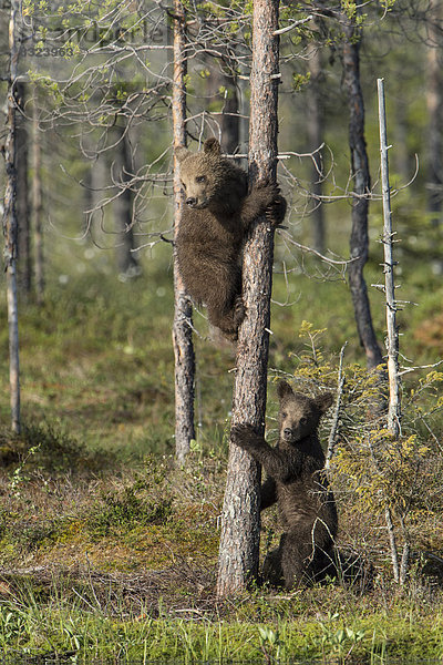 Junge Braunbären (Ursus arctos) an einem Baumstamm