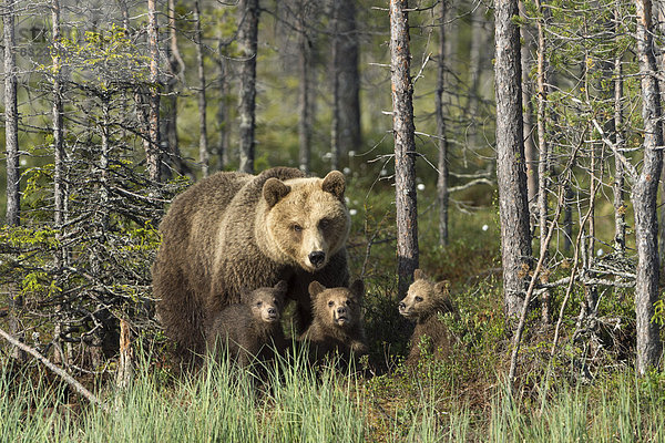 Braunbär (Ursus arctos) mit drei Jungtieren