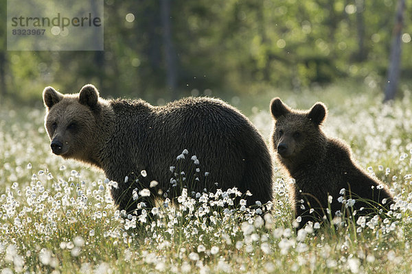Braunbär (Ursus arctos) mit Jungtier im Wollgras