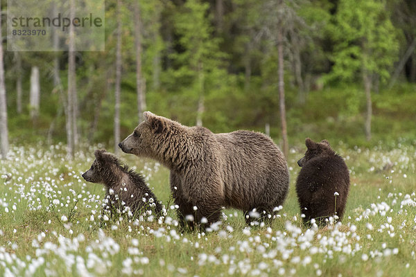 Braunbär (Ursus arctos) mit zwei Jungtieren im Wollgras