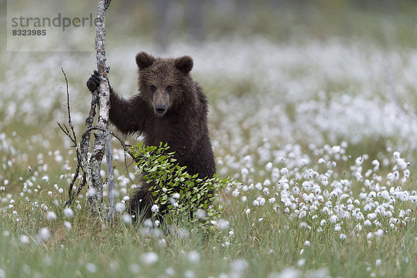 Junger Braunbär (Ursus arctos) im Wollgras